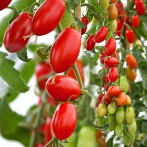 tomate san marzano du pays 2.95 le kilo