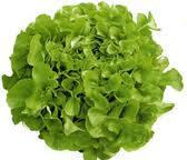 chne verte ou rouge du pays les 2 salades pour 1.80 soit 0.95 la salade